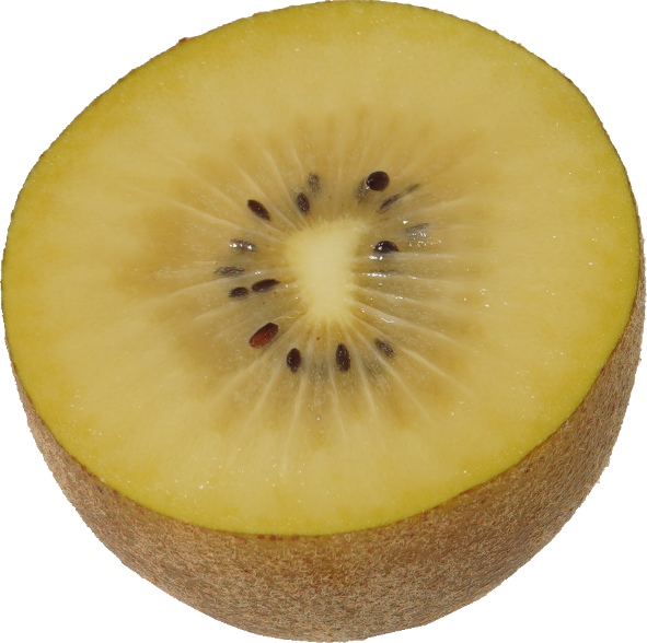 キウイフルーツ（ゴールデンキウイ）｜商用可フリー画像・背景透過