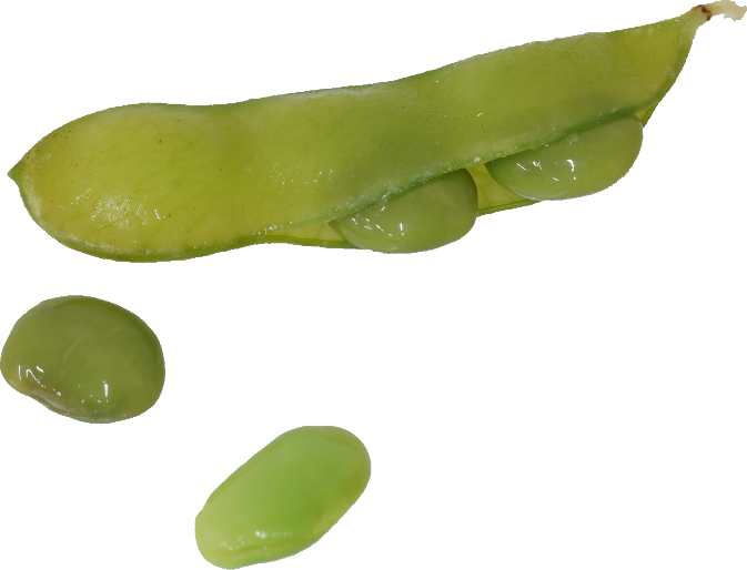 えだまめ｜商用可フリー画像・背景透過