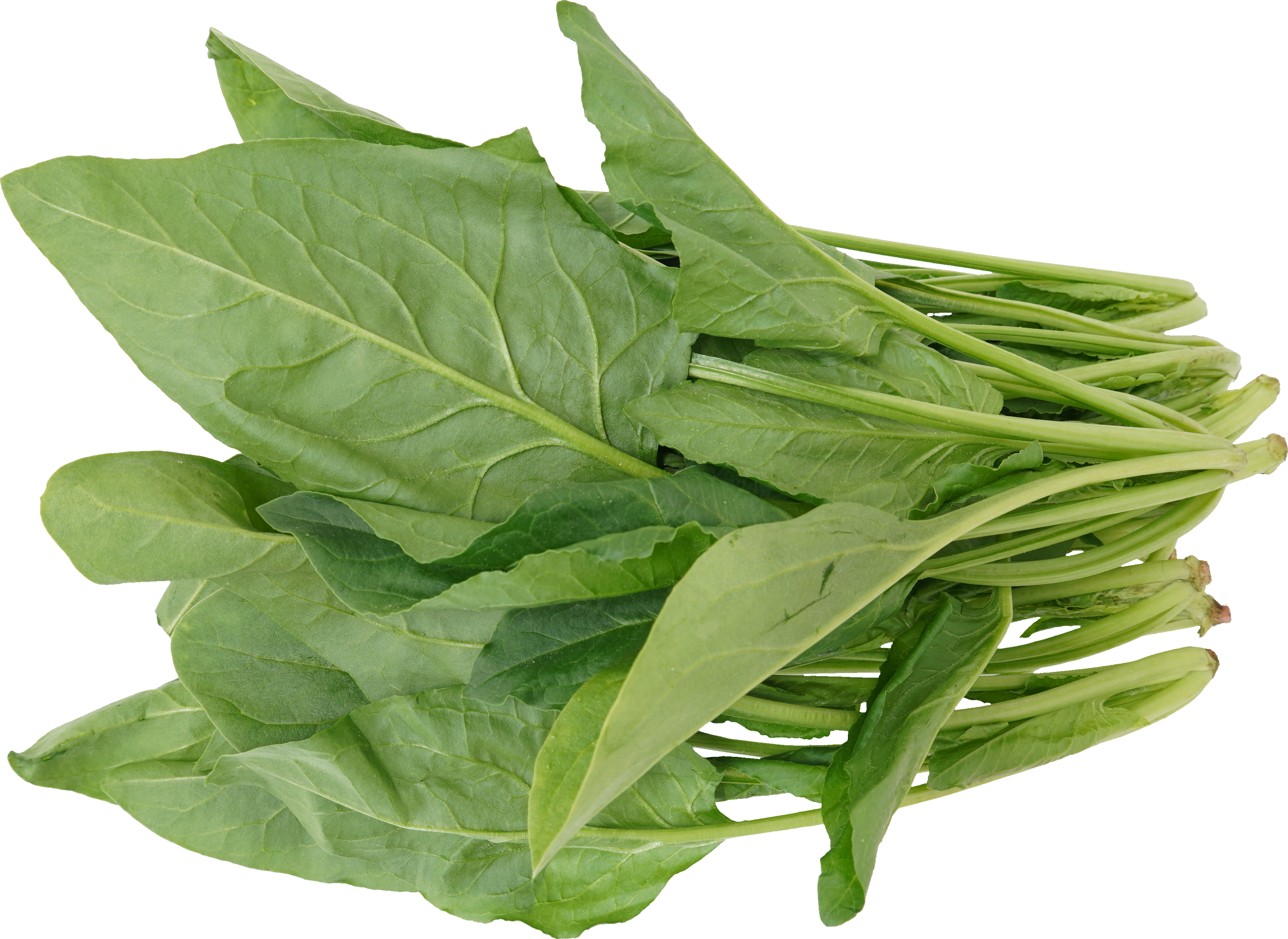 ほうれんそう｜商用可フリー画像・背景透過