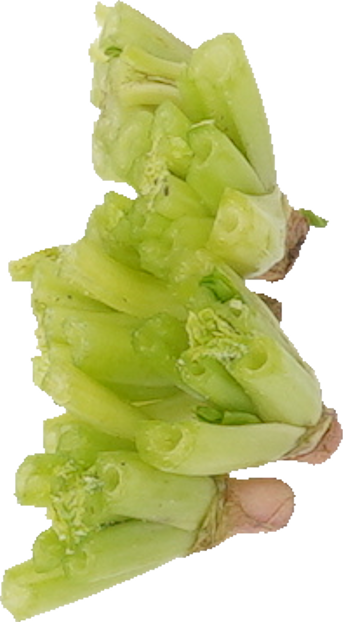 ほうれんそう｜商用可フリー画像・背景透過