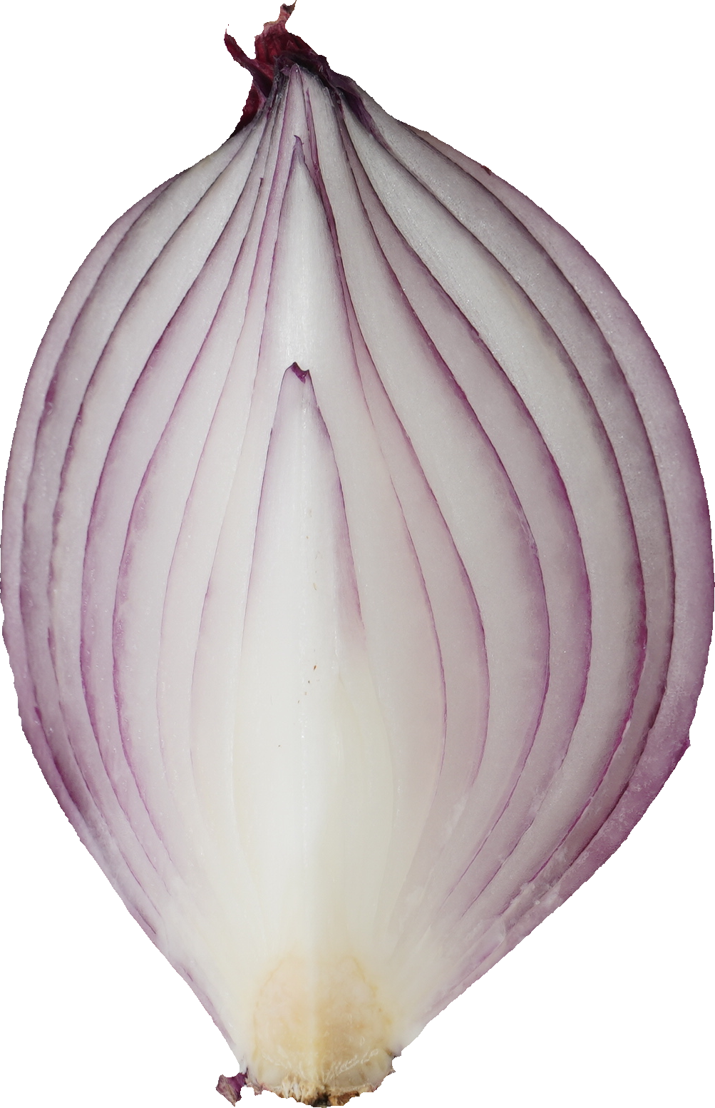 赤たまねぎ【紫たまねぎ・レッドオニオン】｜商用可フリー画像・背景透過