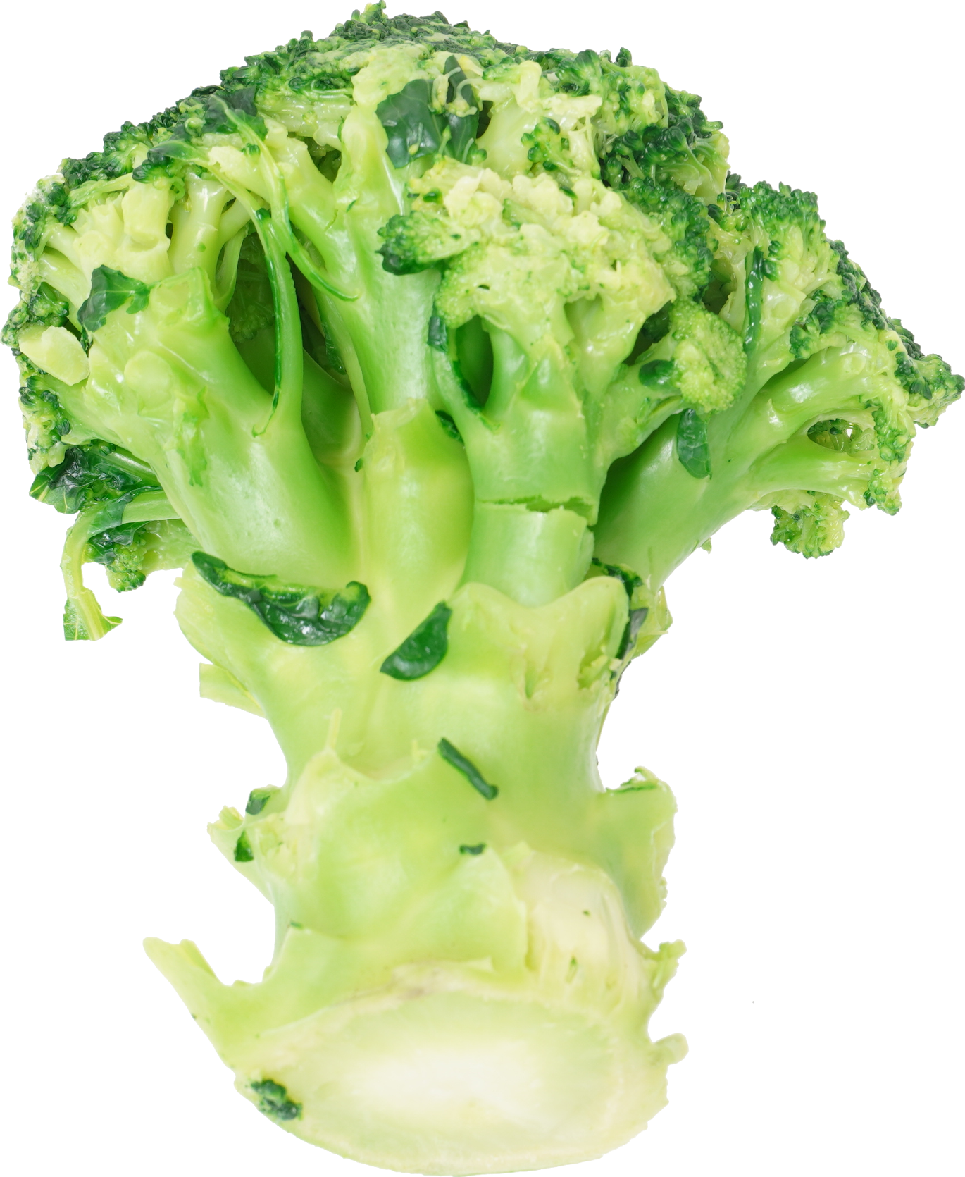 ブロッコリー（ゆで）｜商用可フリー画像・背景透過