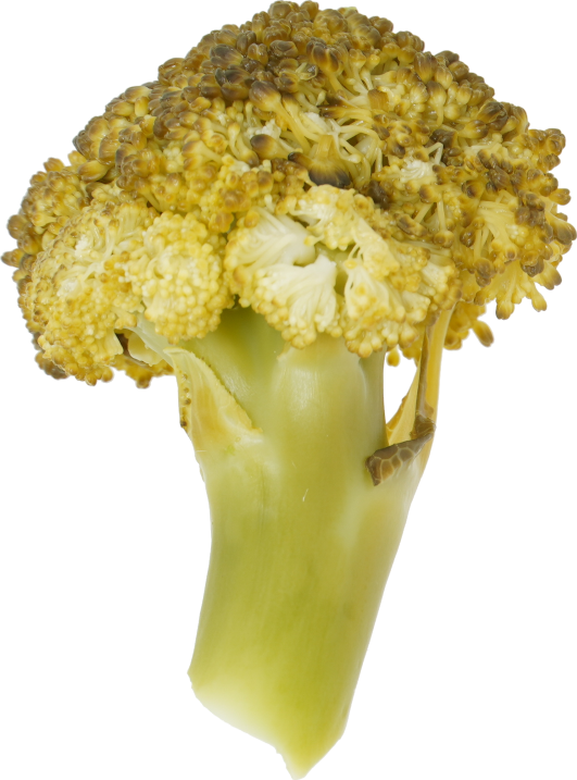 ブロッコリー（ゆで）｜商用可フリー画像・背景透過