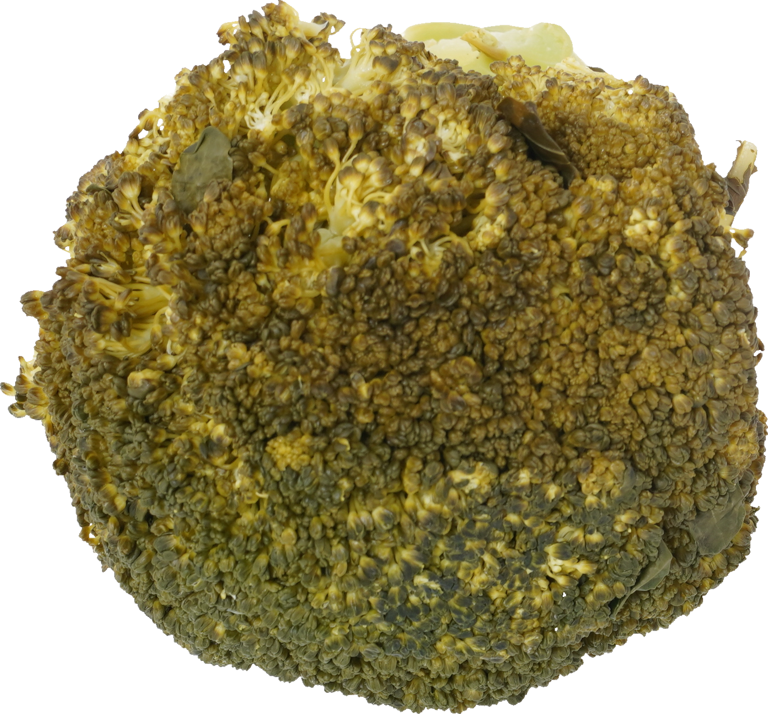 ブロッコリー（ゆで）｜商用可フリー画像・背景透過