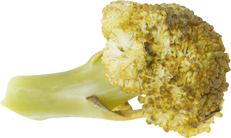 ブロッコリー（ゆで）｜商用可フリー画像・背景透過