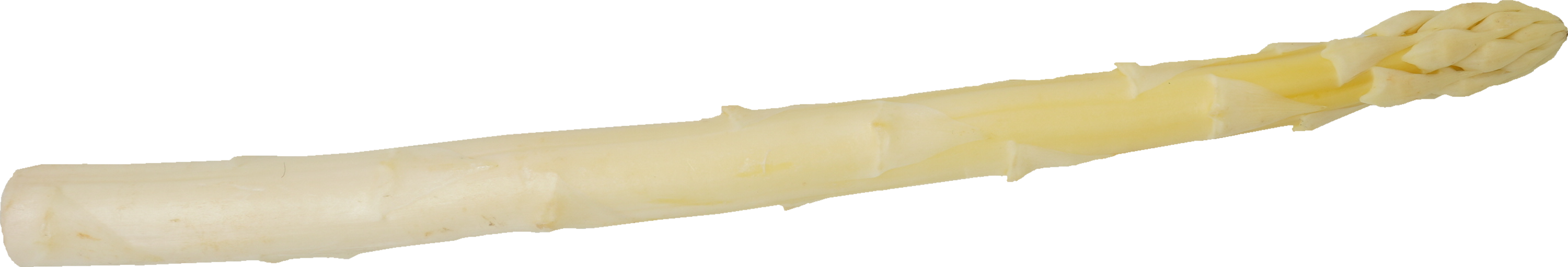 アスパラガス（ホワイト）｜商用可フリー画像・背景透過