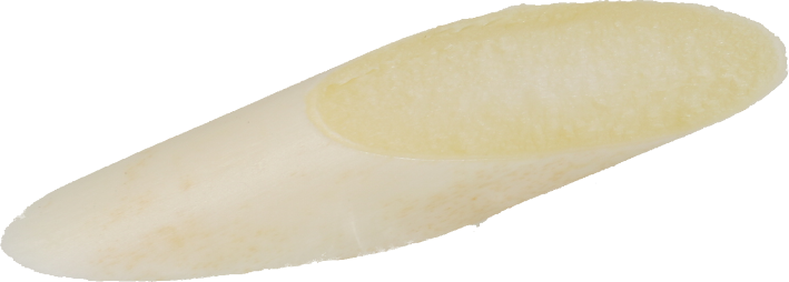 アスパラガス（ホワイト）｜商用可フリー画像・背景透過