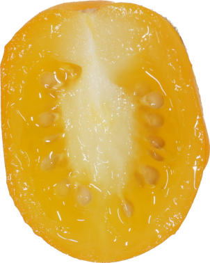 ミニトマト【プチトマト】｜商用可フリー画像・背景透過