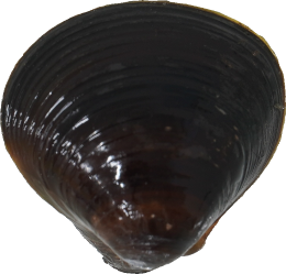 しじみ｜商用可フリー画像・背景透過