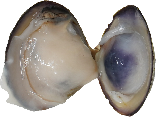 しじみ｜商用可フリー画像・背景透過