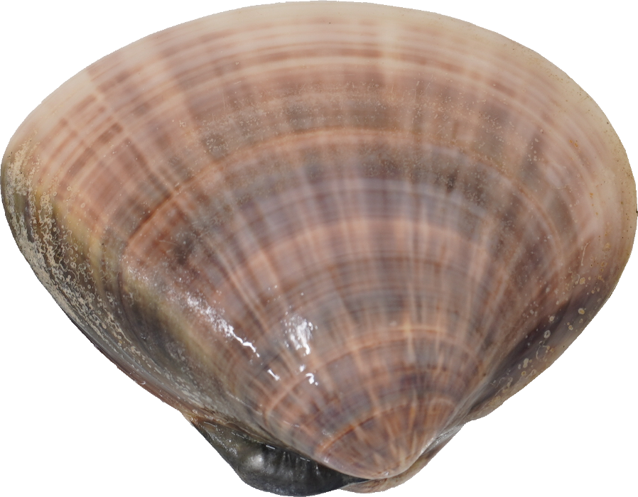 はまぐり｜商用可フリー画像・背景透過