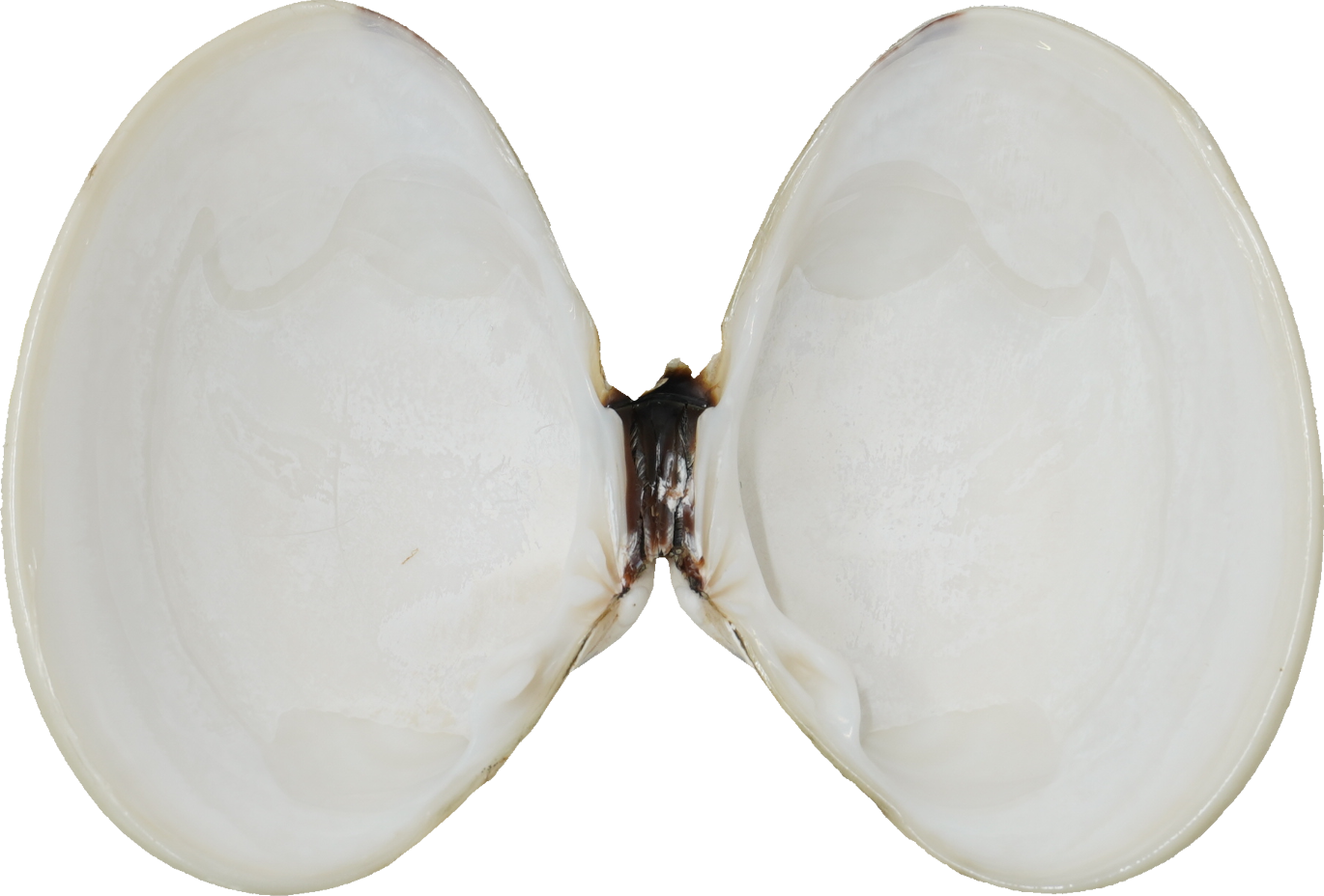 はまぐり｜商用可フリー画像・背景透過