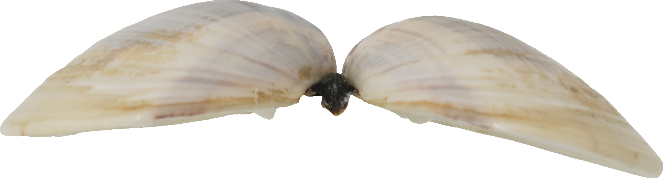 はまぐり｜商用可フリー画像・背景透過