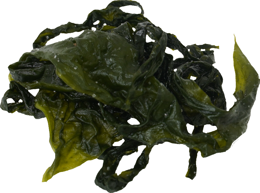 わかめ（塩蔵わかめ）｜商用可フリー画像・背景透過