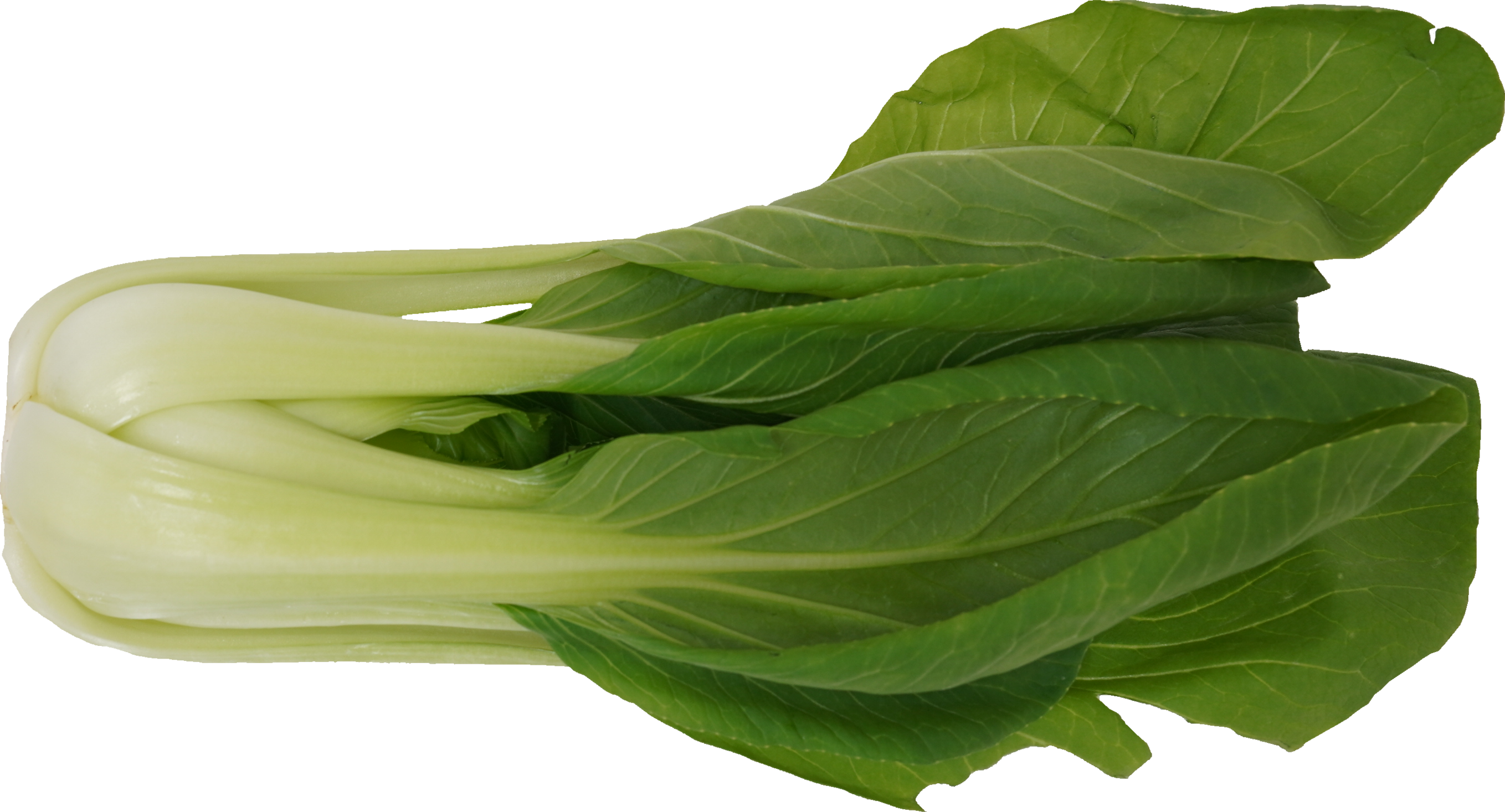 チンゲンサイ｜商用可フリー画像・背景透過