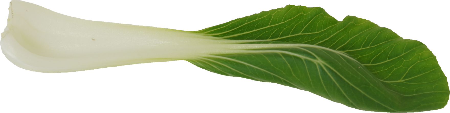 チンゲンサイ｜商用可フリー画像・背景透過