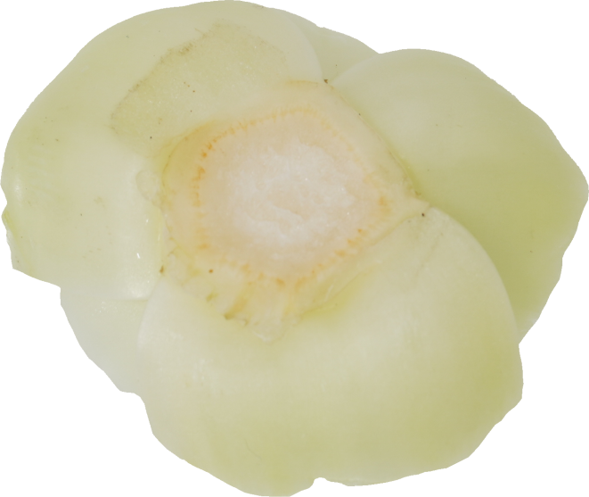 チンゲンサイ｜商用可フリー画像・背景透過