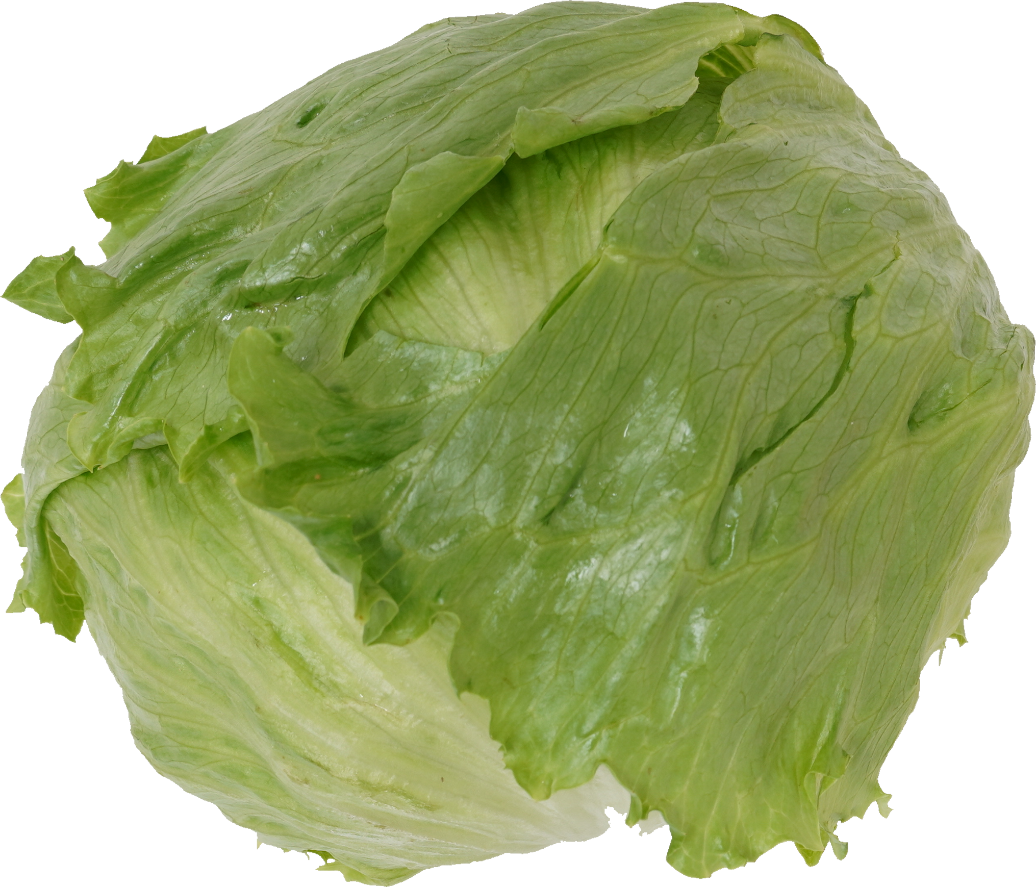 レタス｜商用可フリー画像・背景透過