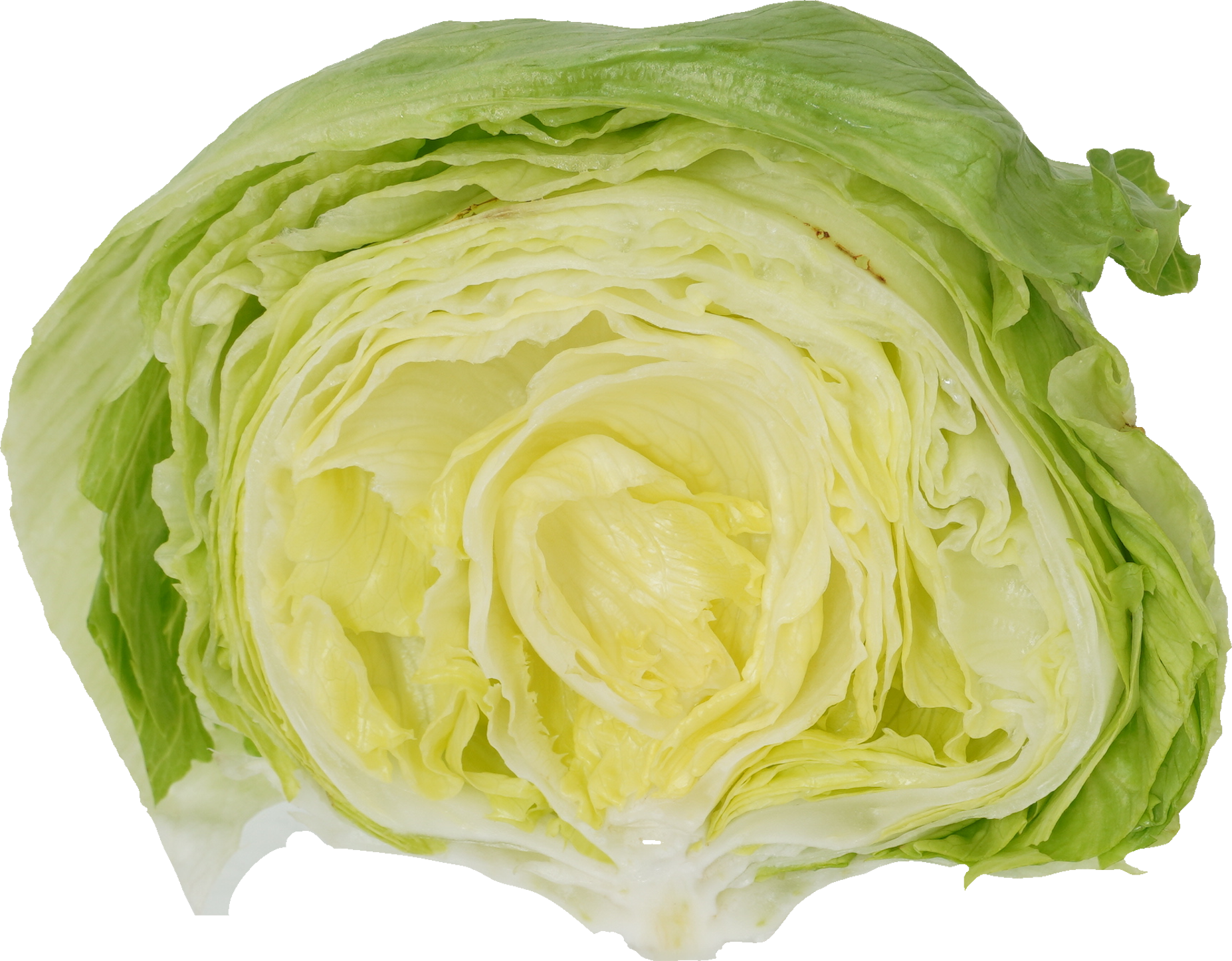 レタス｜商用可フリー画像・背景透過