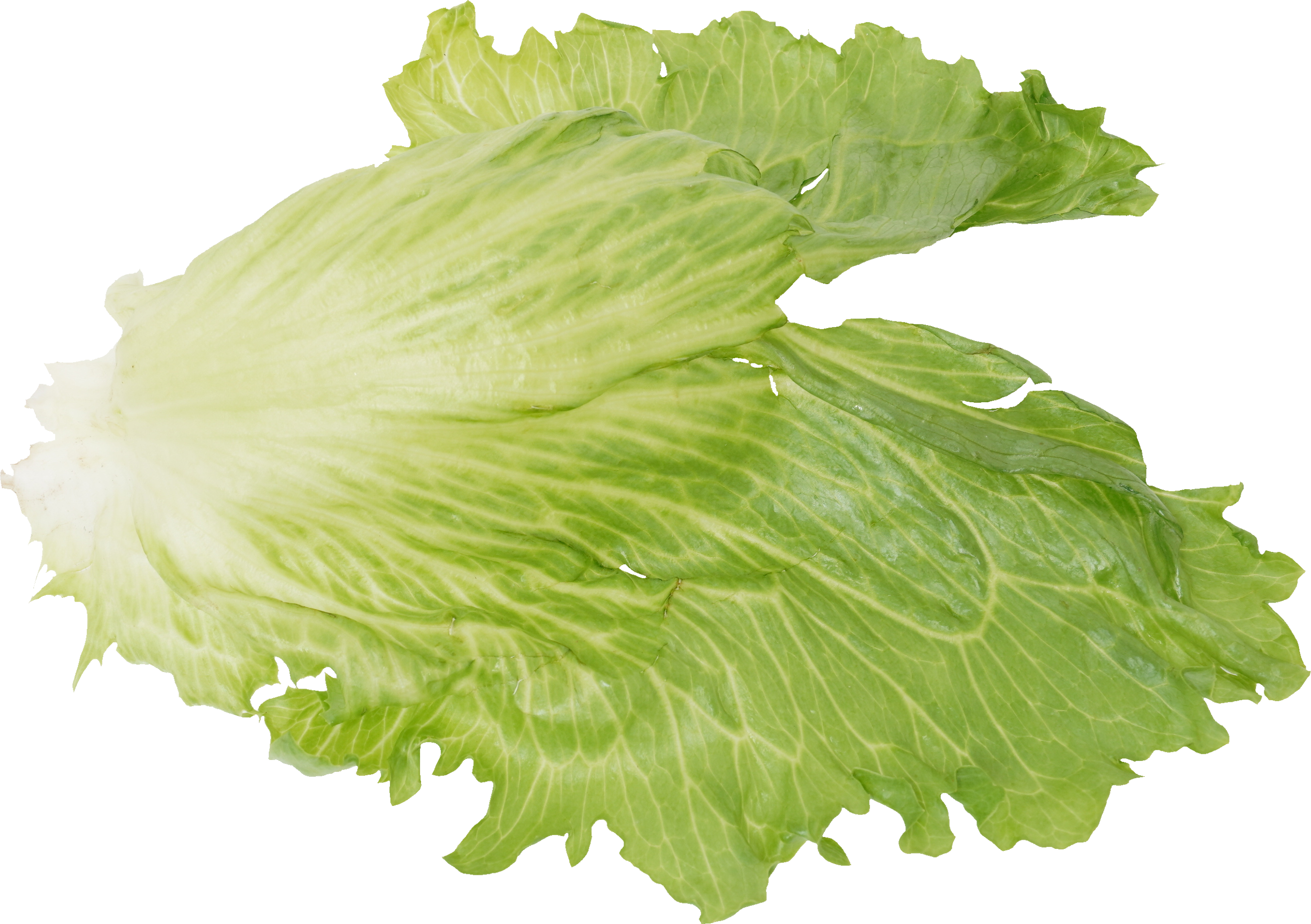 レタス｜商用可フリー画像・背景透過