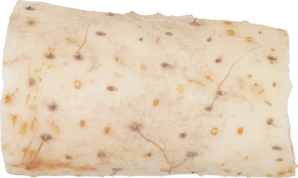 ながいも｜商用可フリー画像・背景透過