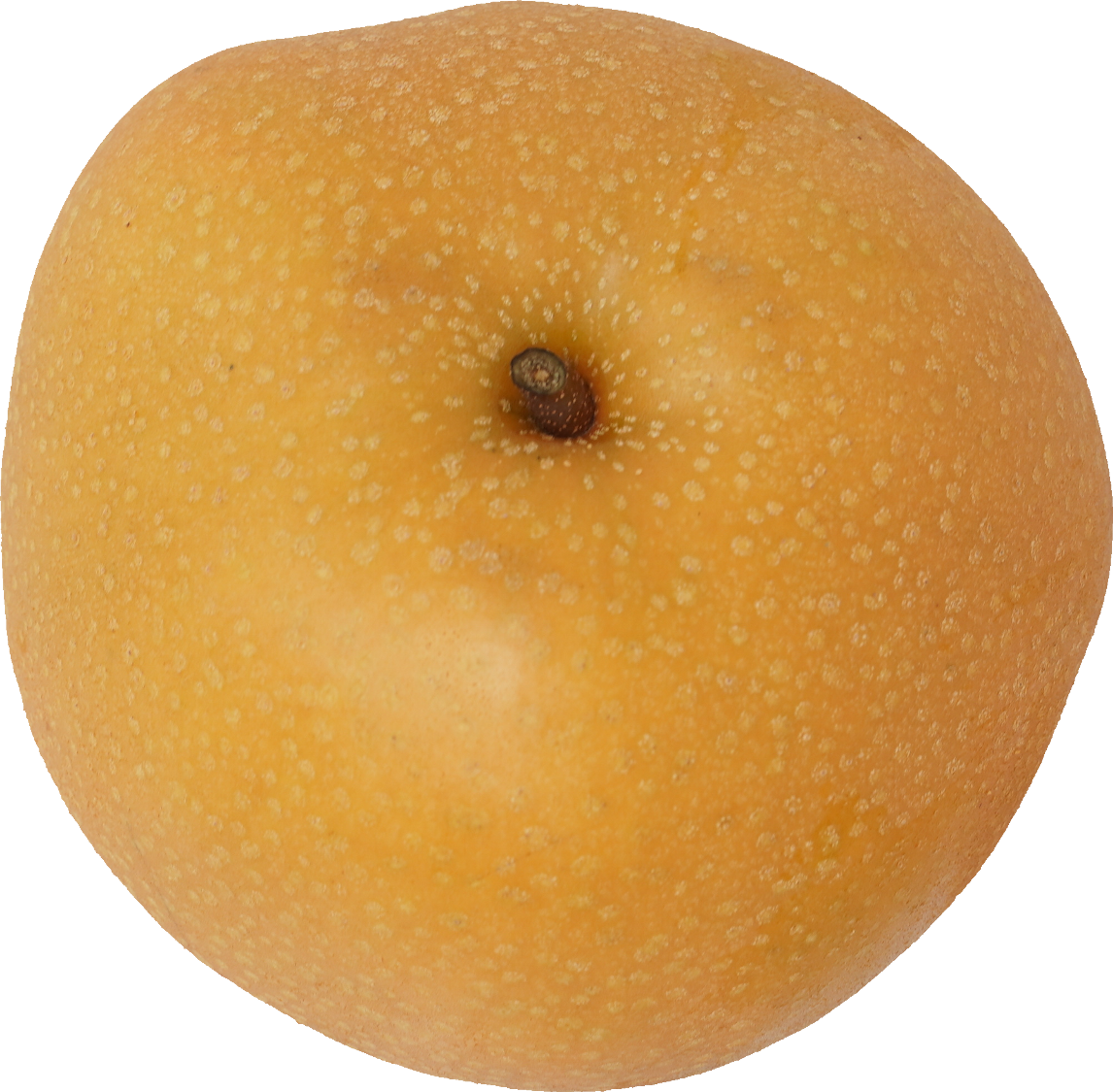 日本なし｜商用可フリー画像・背景透過