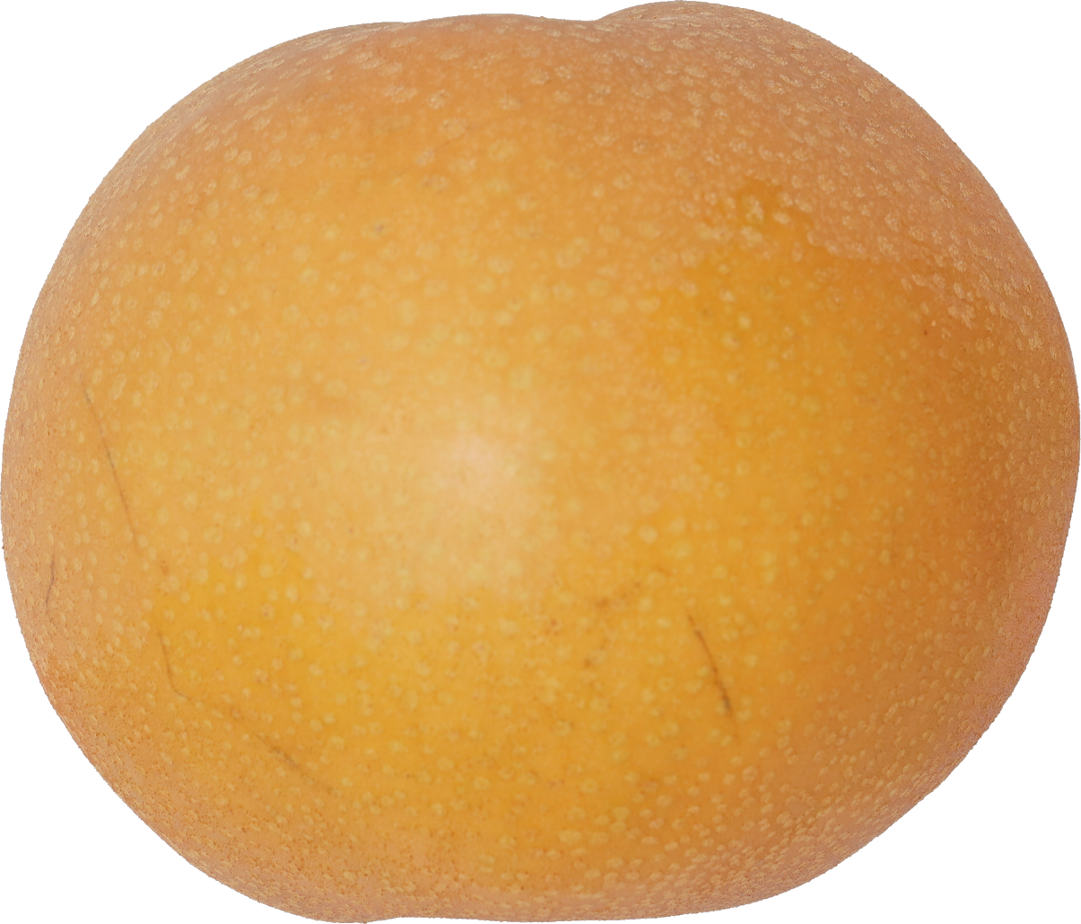 日本なし｜商用可フリー画像・背景透過