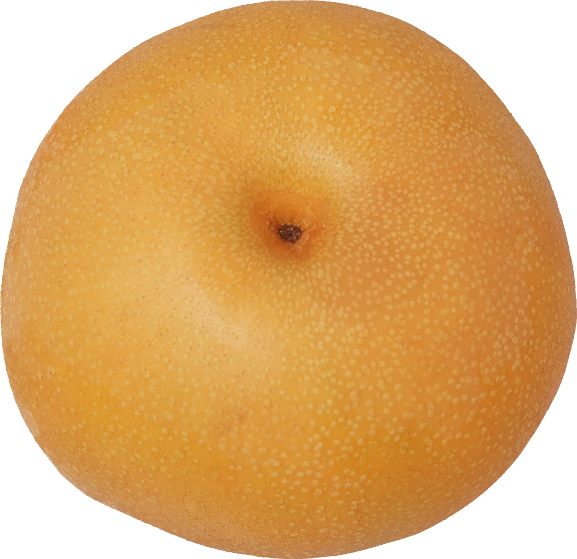 日本なし｜商用可フリー画像・背景透過