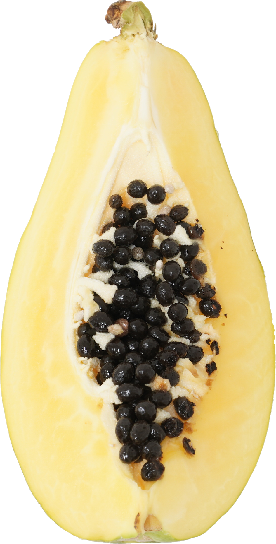 パパイア【パパイヤ】｜商用可フリー画像・背景透過