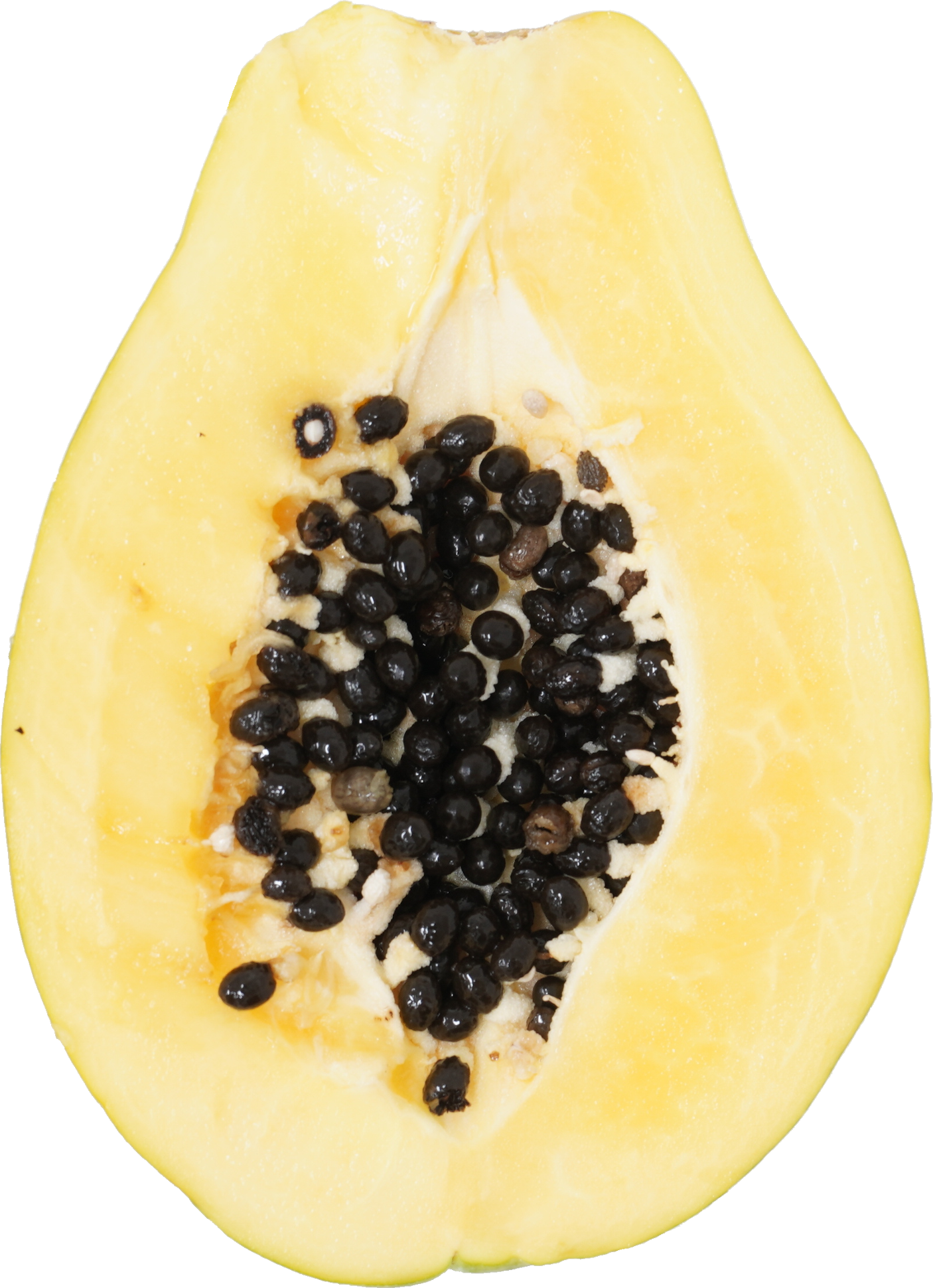 パパイア【パパイヤ】｜商用可フリー画像・背景透過