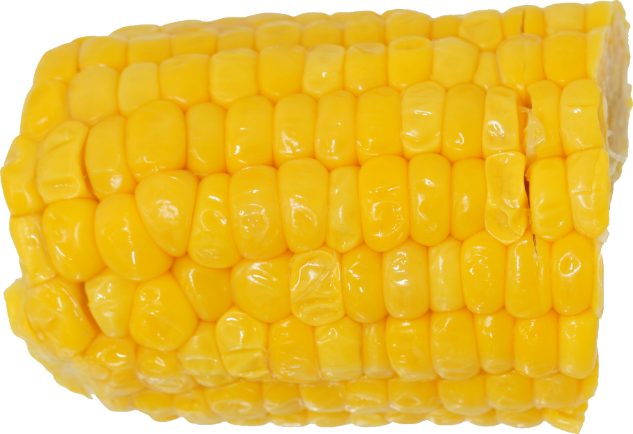 とうもろこし｜商用可フリー画像・背景透過