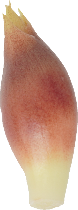 みょうが｜商用可フリー画像・背景透過