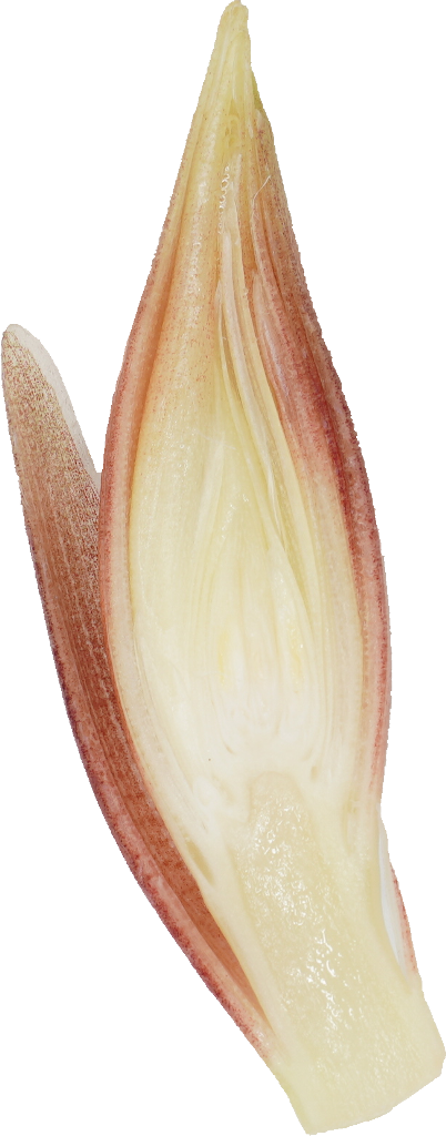 みょうが｜商用可フリー画像・背景透過