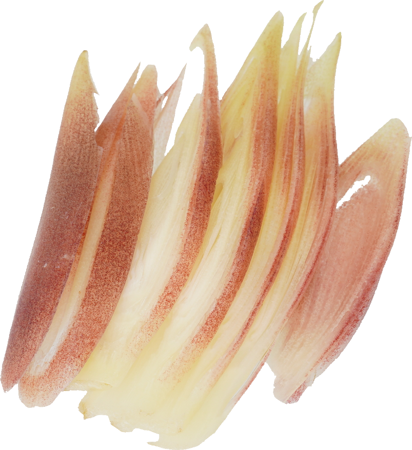 みょうが｜商用可フリー画像・背景透過