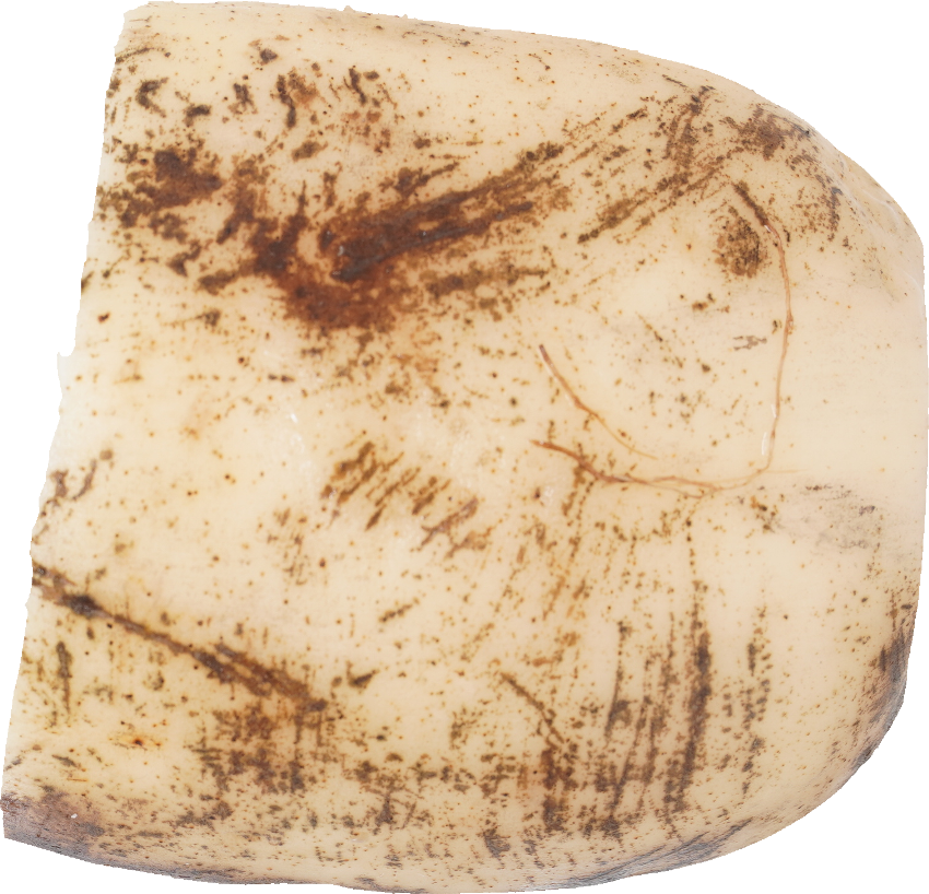 れんこん｜商用可フリー画像・背景透過