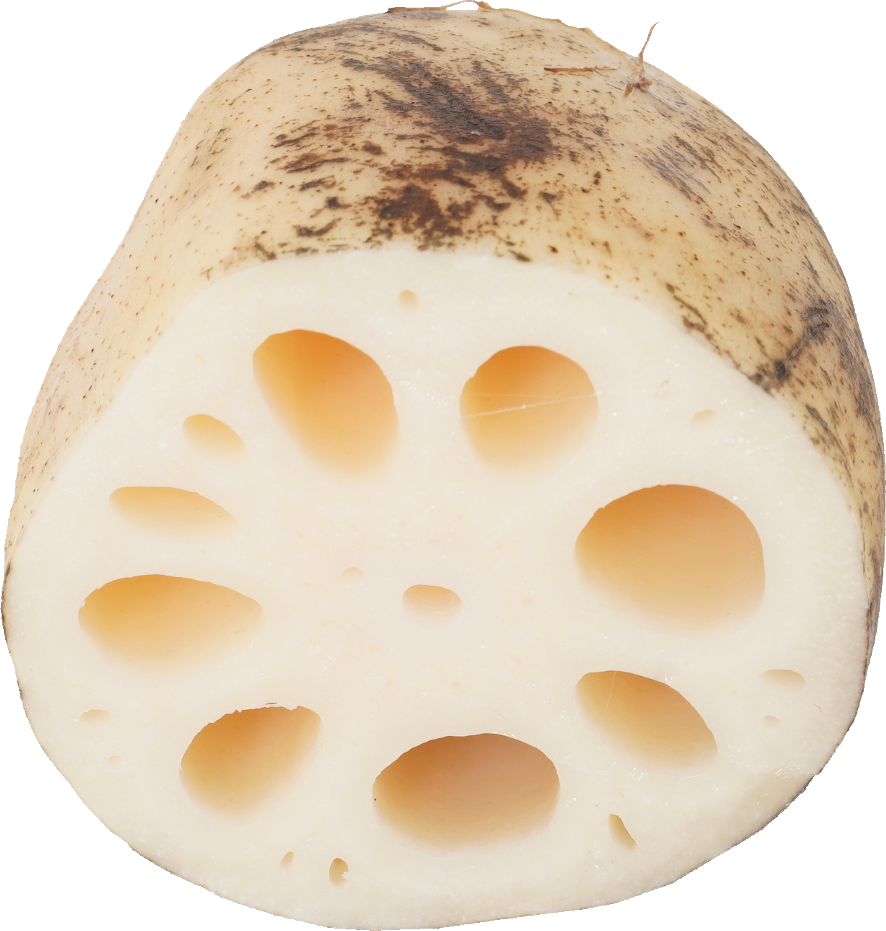 れんこん｜商用可フリー画像・背景透過