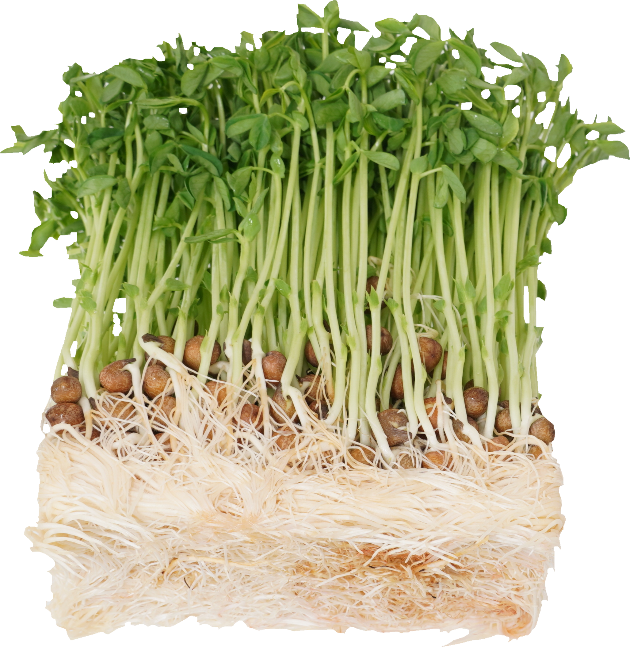 トウミョウ｜商用可フリー画像・背景透過