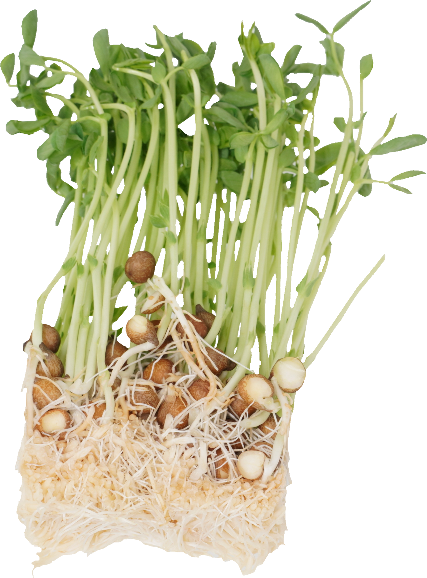 トウミョウ｜商用可フリー画像・背景透過