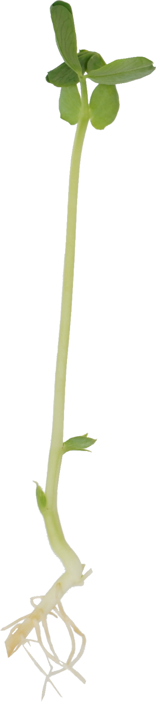 トウミョウ｜商用可フリー画像・背景透過