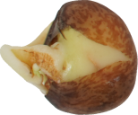 トウミョウ｜商用可フリー画像・背景透過