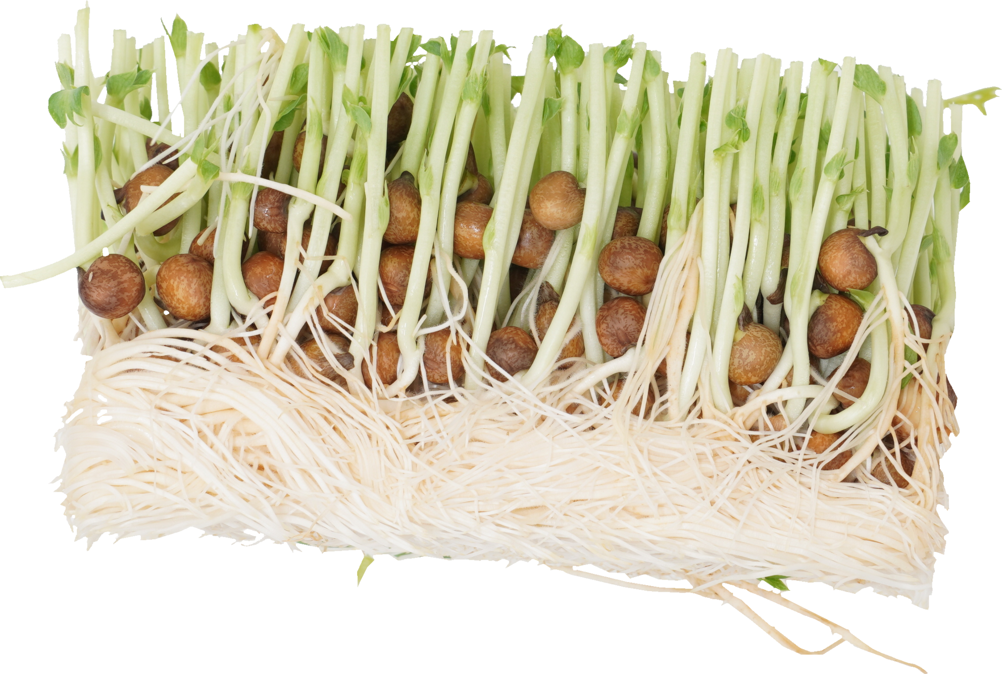 トウミョウ｜商用可フリー画像・背景透過