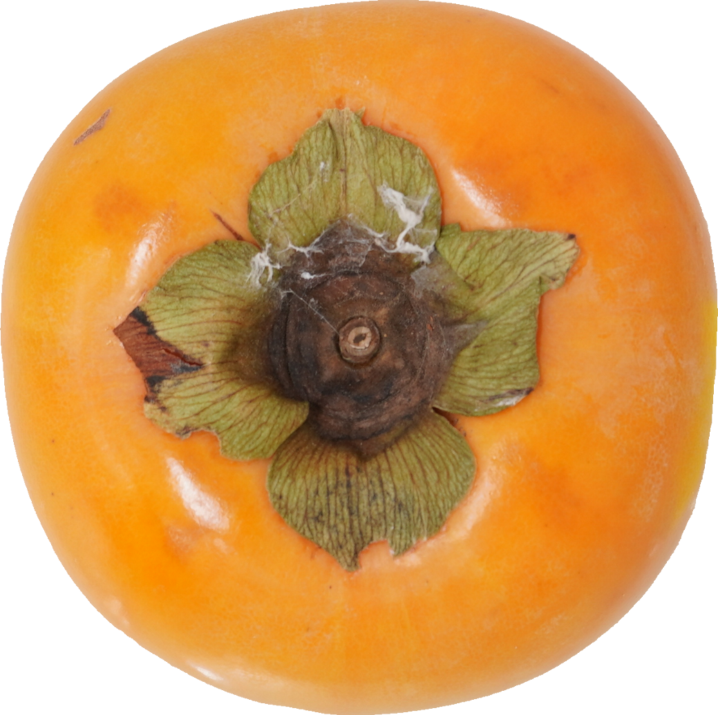 かき｜商用可フリー画像・背景透過