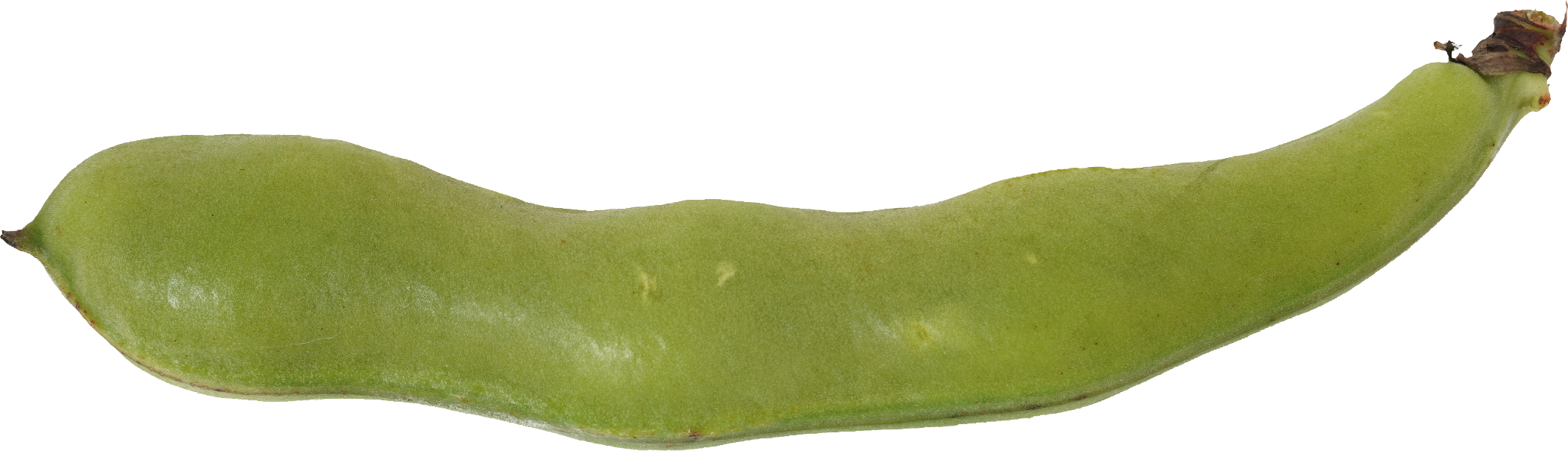 そらまめ｜商用可フリー画像・背景透過