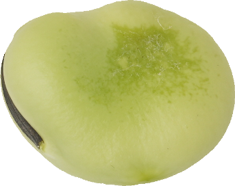 そらまめ｜商用可フリー画像・背景透過