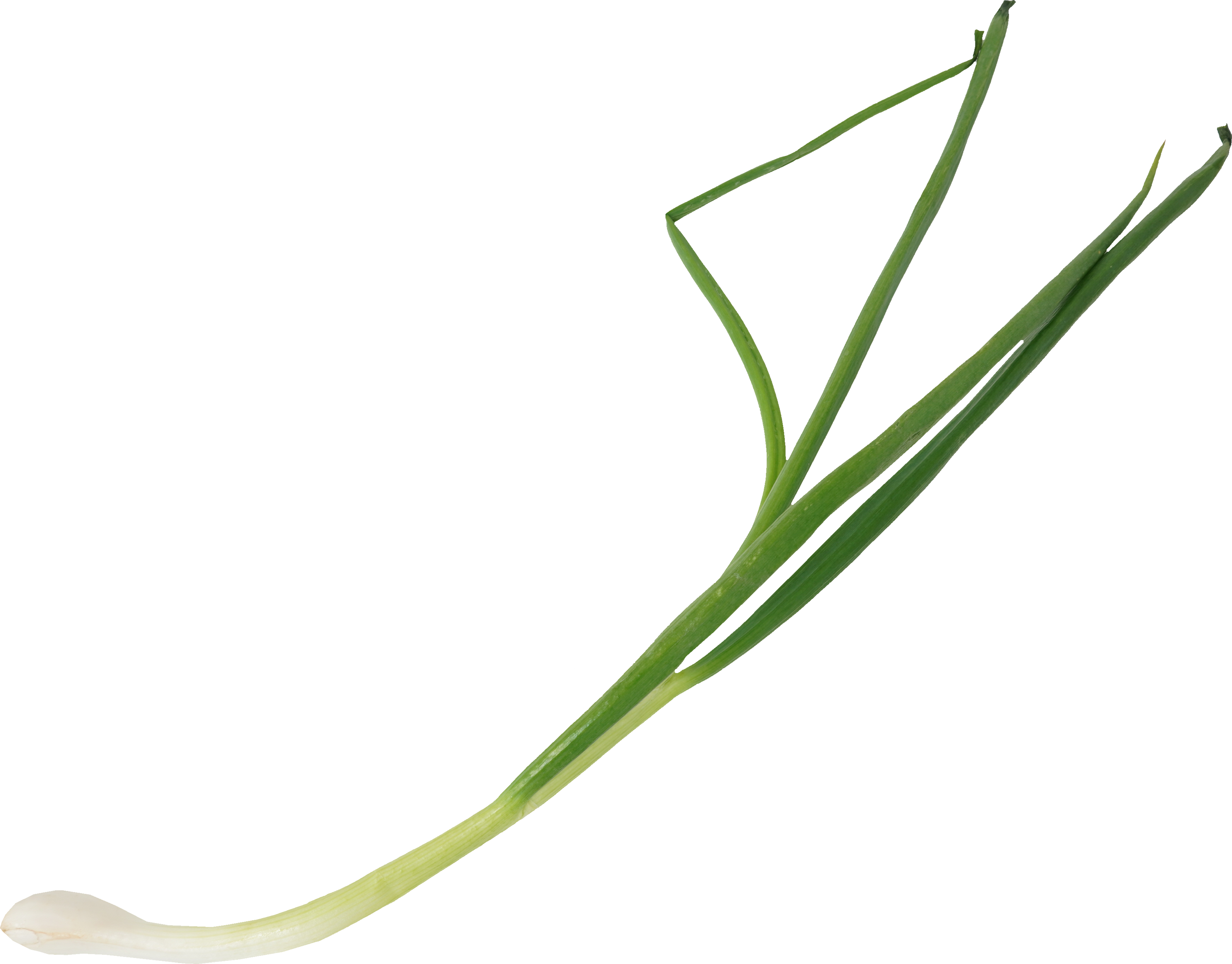 わけぎ｜商用可フリー画像・背景透過