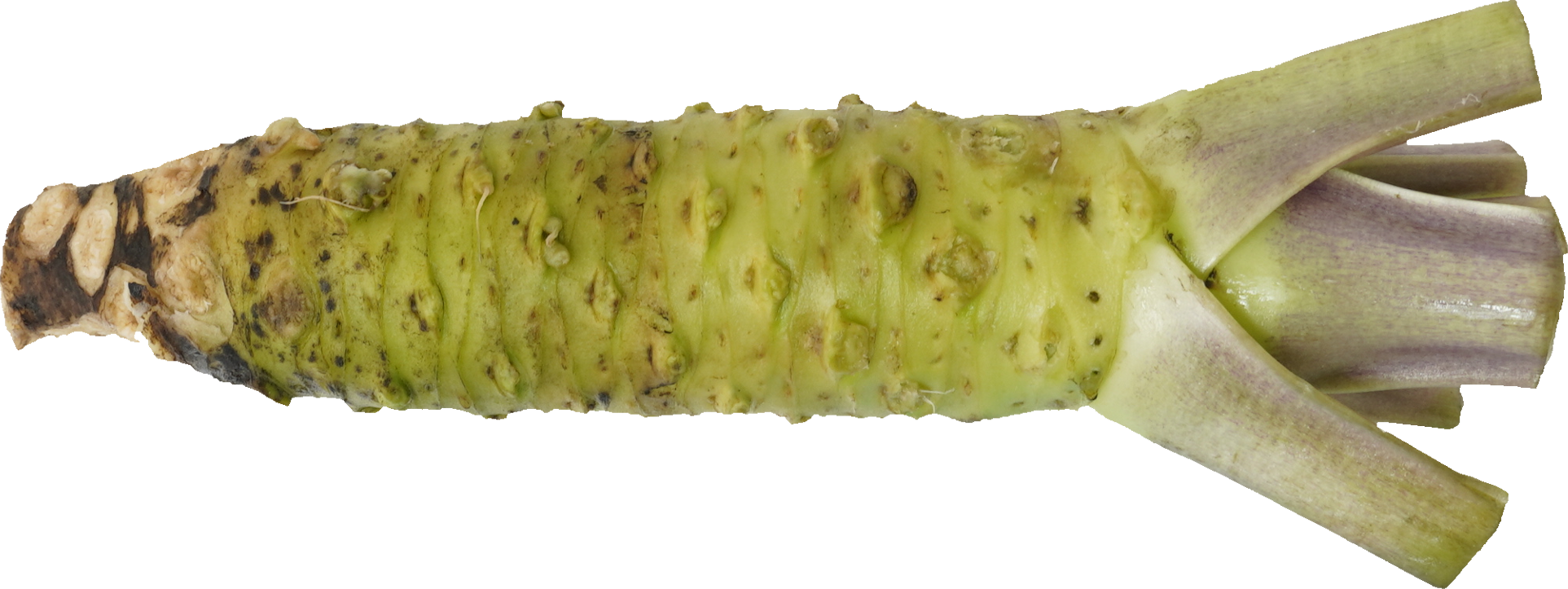 わさび｜商用可フリー画像・背景透過