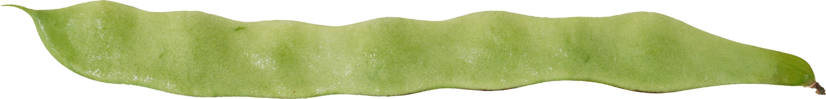 ジャンボいんげん｜商用可フリー画像・背景透過