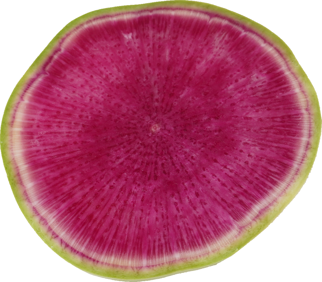 だいこん（紅芯大根）｜商用可フリー画像・背景透過