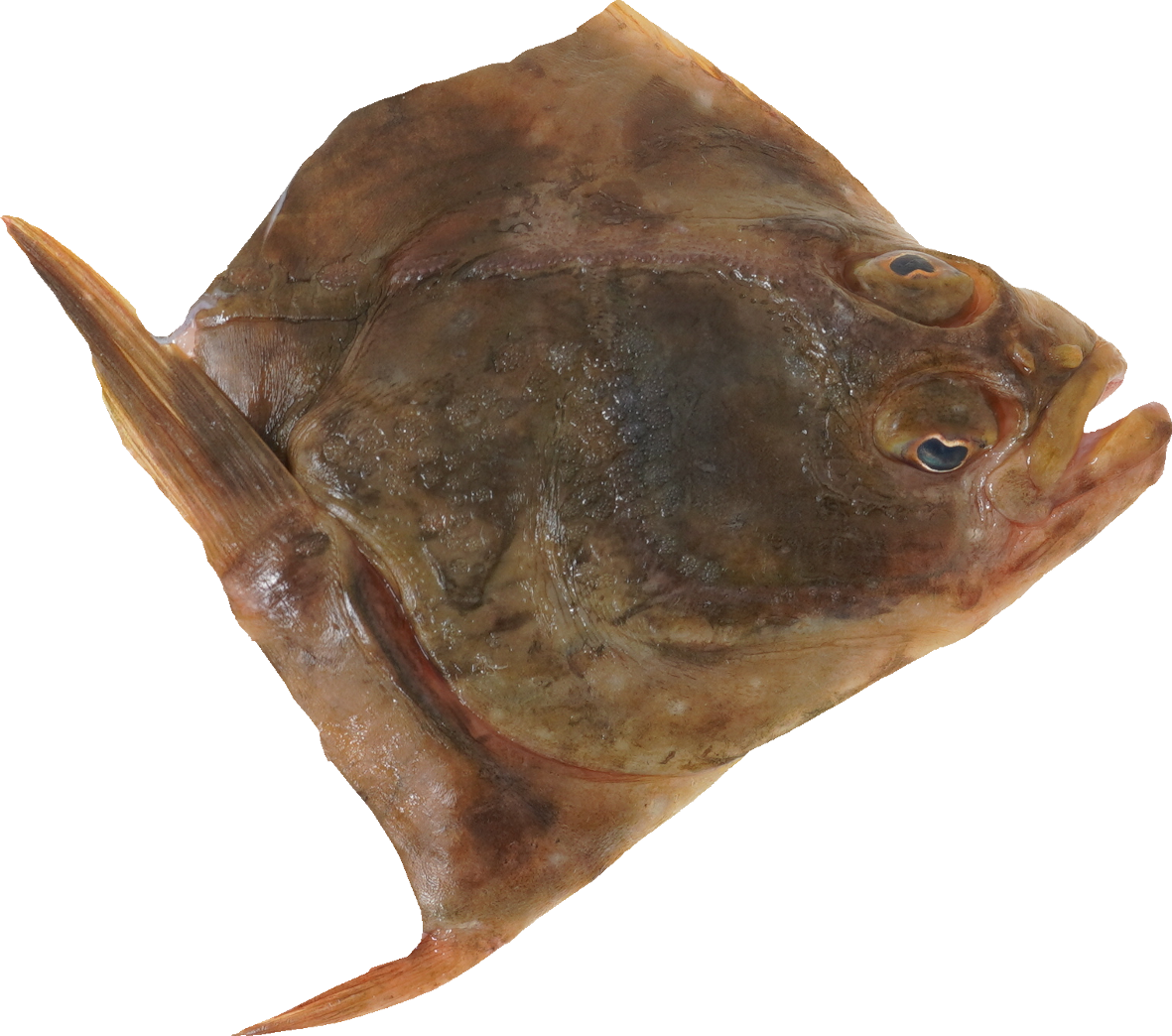 かれい｜商用可フリー画像・背景透過