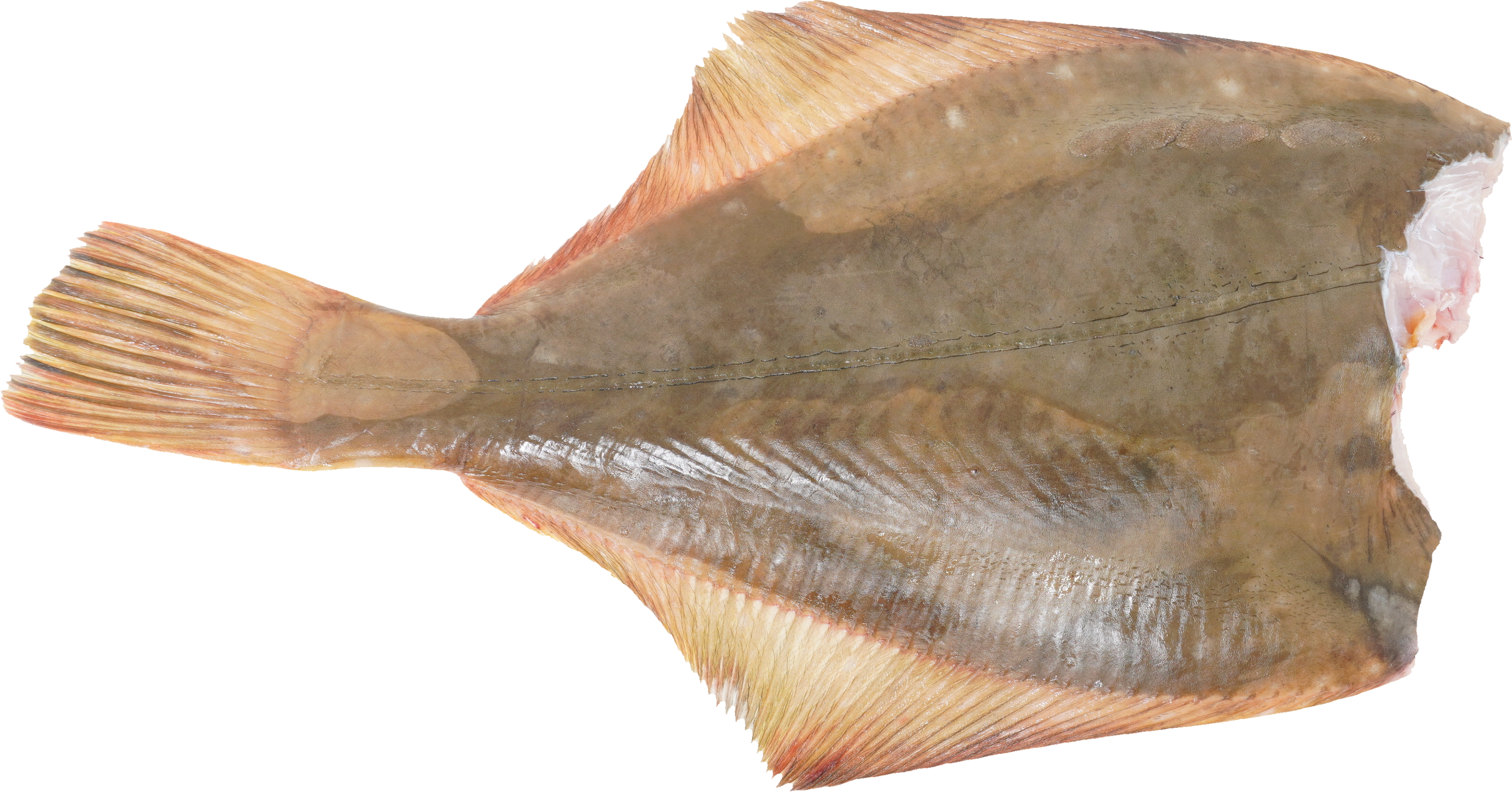 かれい｜商用可フリー画像・背景透過